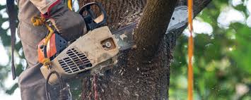 Professional Tree Care in Marlette, MI