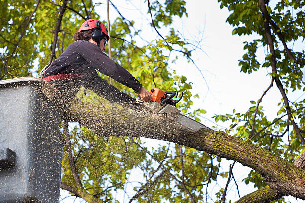 Best Fruit Tree Pruning  in Marlette, MI